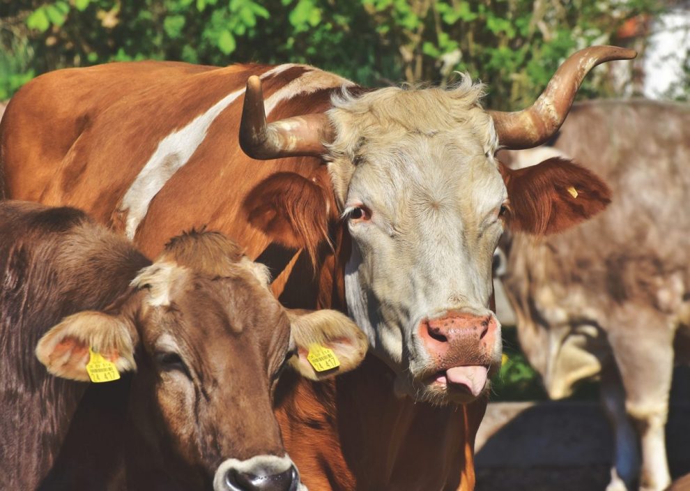 estelionatario que aplicava golpes na regiao e preso pela policia bull gd10e45ff6 1920