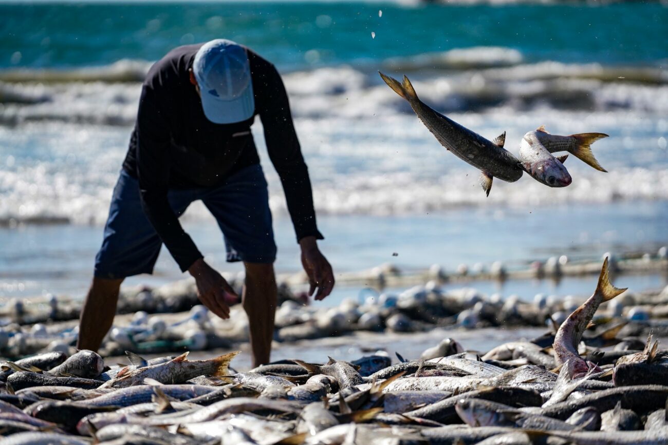 santa catarina pesca mais de dois milhoes de quilos de tainhas na safra 2024 20062023 dsc02817