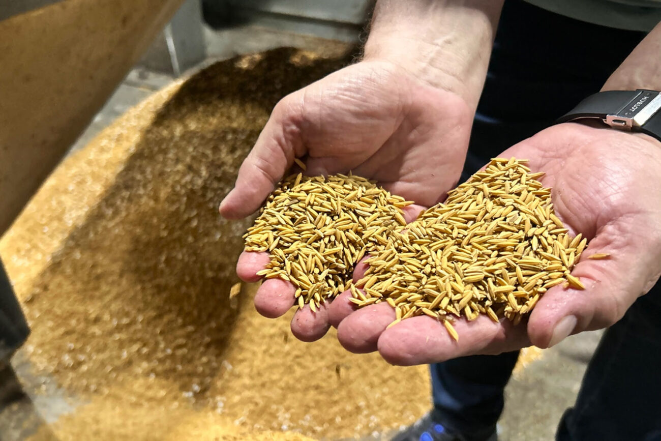 depois de um ano desafiador industrias de arroz mantem otimismo para 2025 unnamed 1