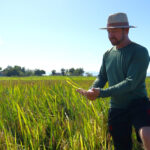 com clima favoravel na lavoura colheita da safra de arroz esta adiantada em sc unnamed 6