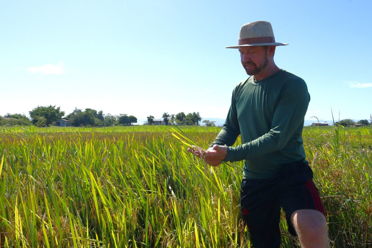 com clima favoravel na lavoura colheita da safra de arroz esta adiantada em sc unnamed 6